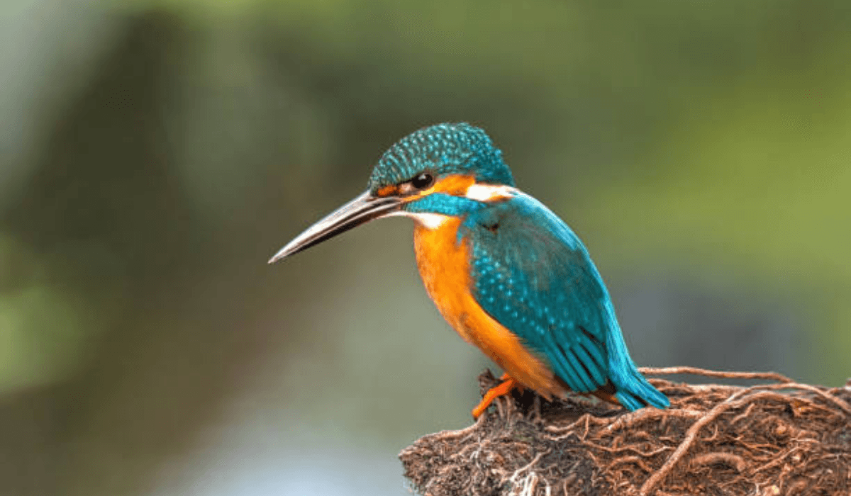 Bharatpur