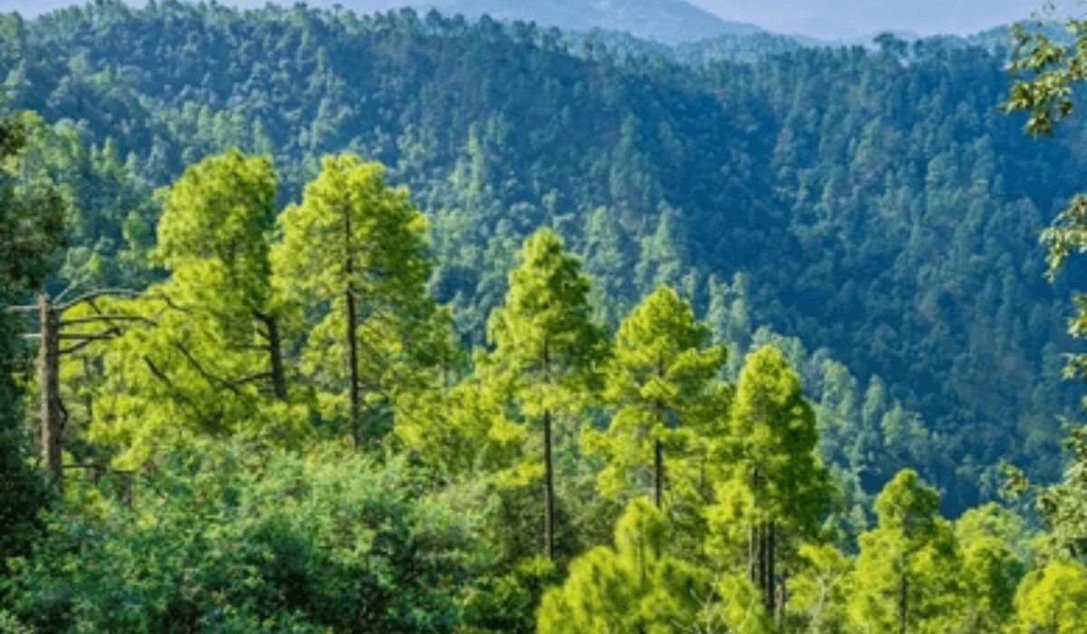 Binsar