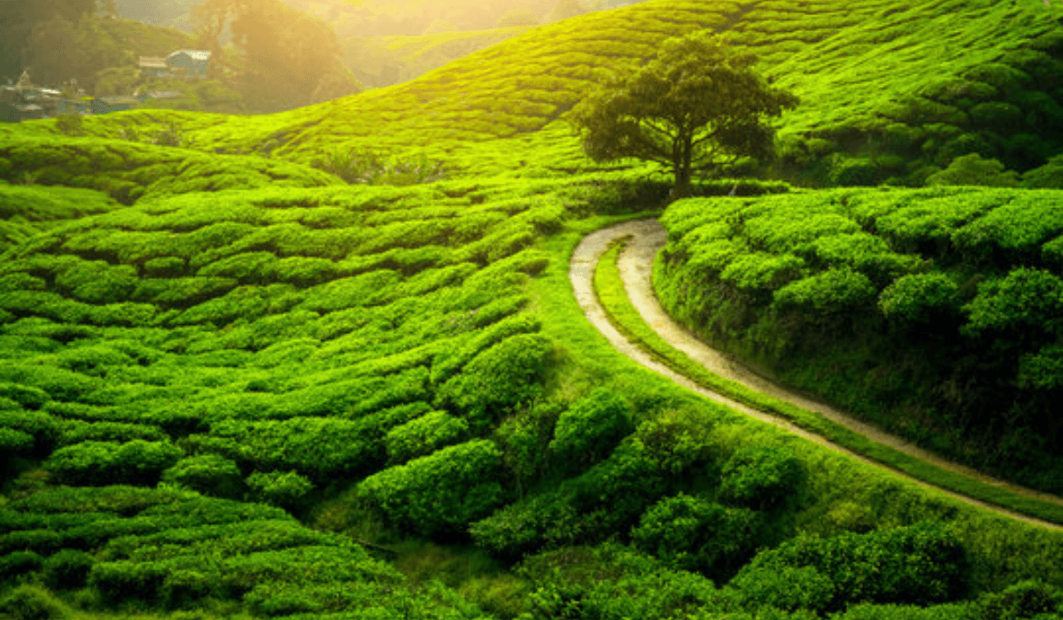 Darjeeling