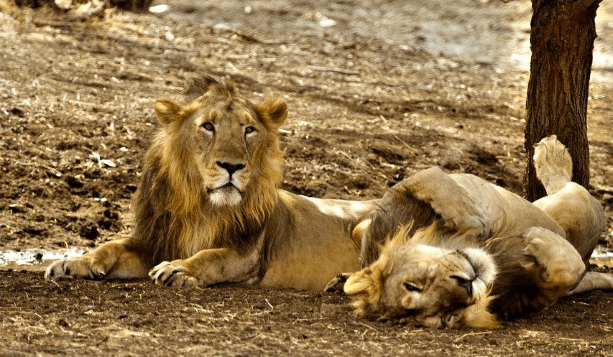 Sasan Gir
